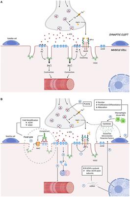 The Muscle Is Not a Passive Target in Myasthenia Gravis